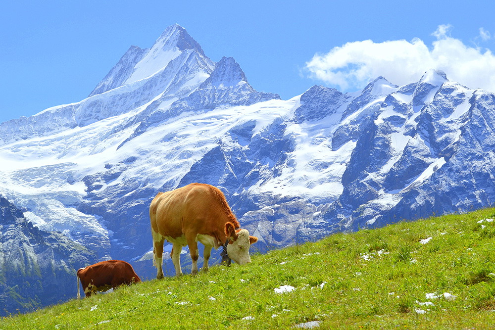 Wall mural - Cows grazing in an alpine meadow against an impressive mountain backdrop