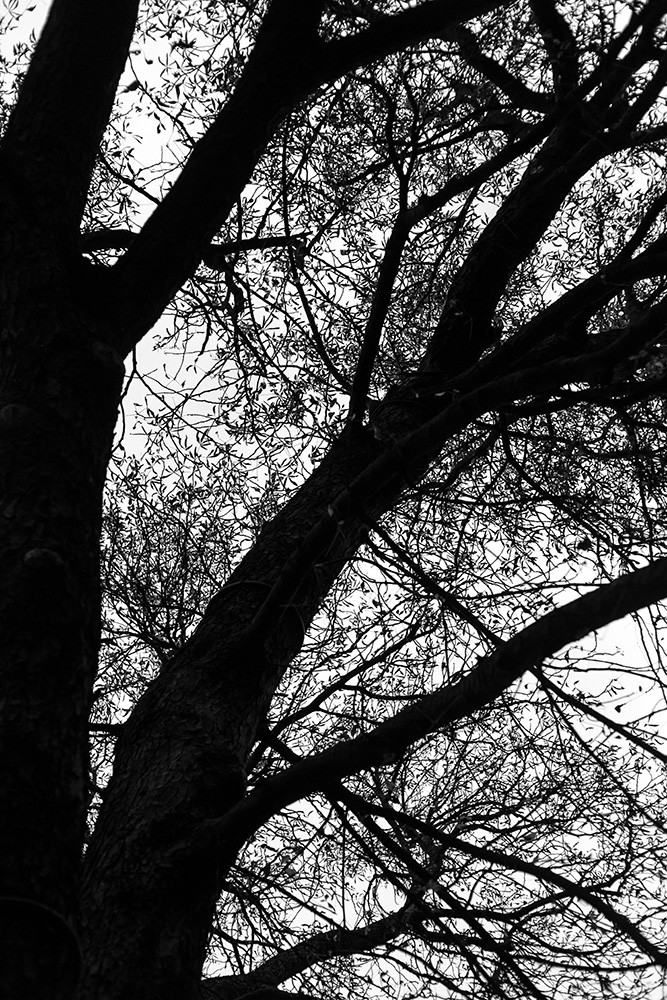 Papier peint photo - Photo en noir et blanc d'un arbre ramifié en hiver