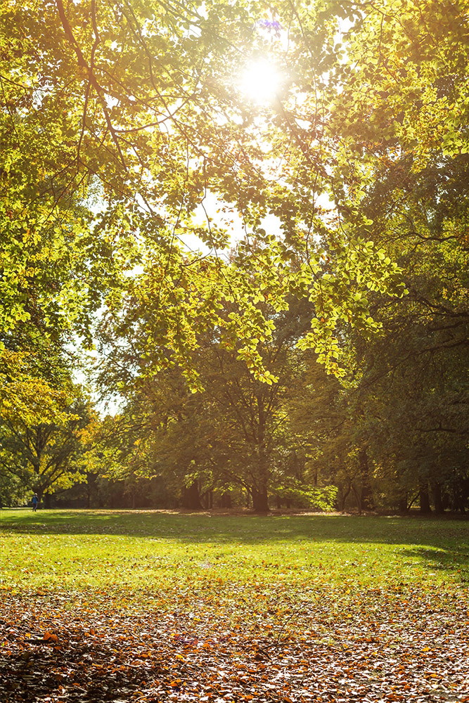 Muurschildering - Zonlicht stroomt door de bladeren van een bos in de herfst, met een tapijt van kleurrijk gebladerte op de grond.