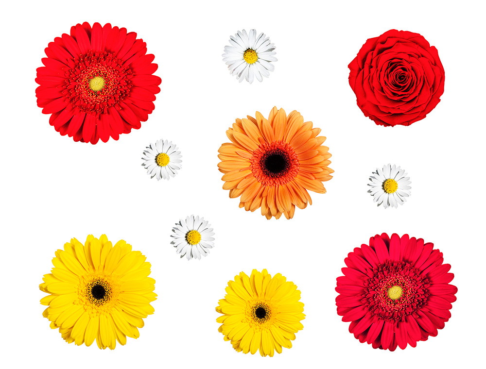Naklejki na okno - Gerbera i stokrotki
