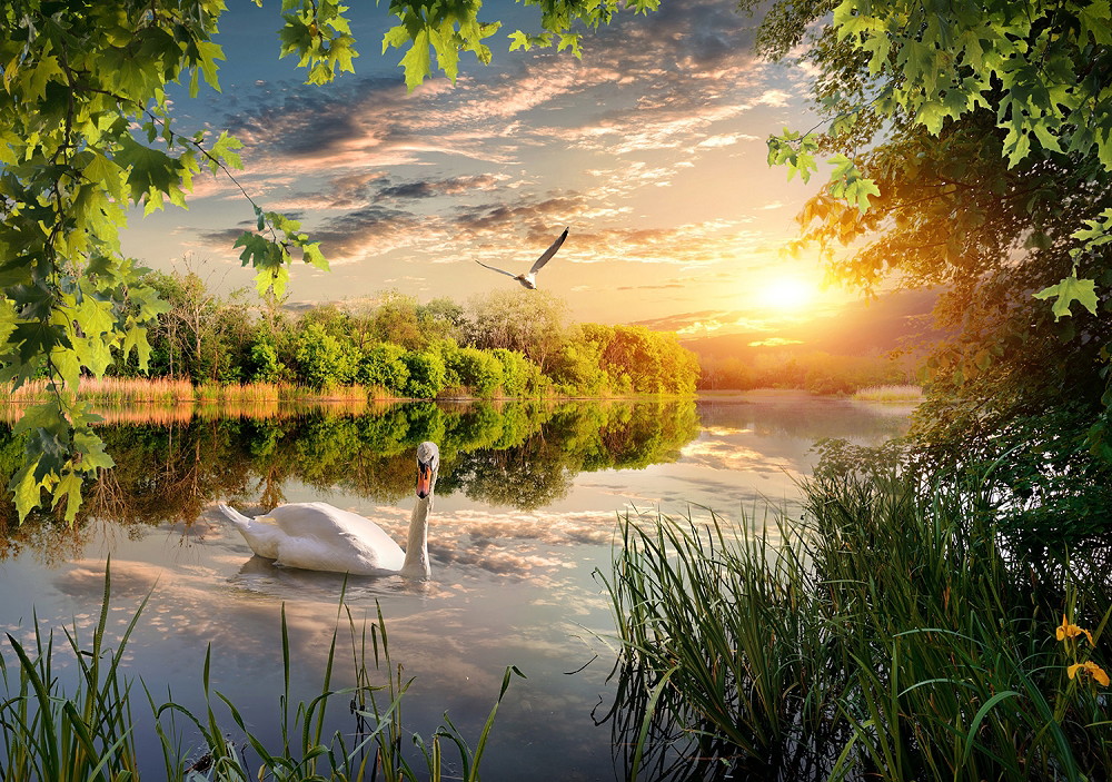 Muurschildering - Idyllisch meer bij zonsondergang met zwaan op de voorgrond en vogel in de lucht