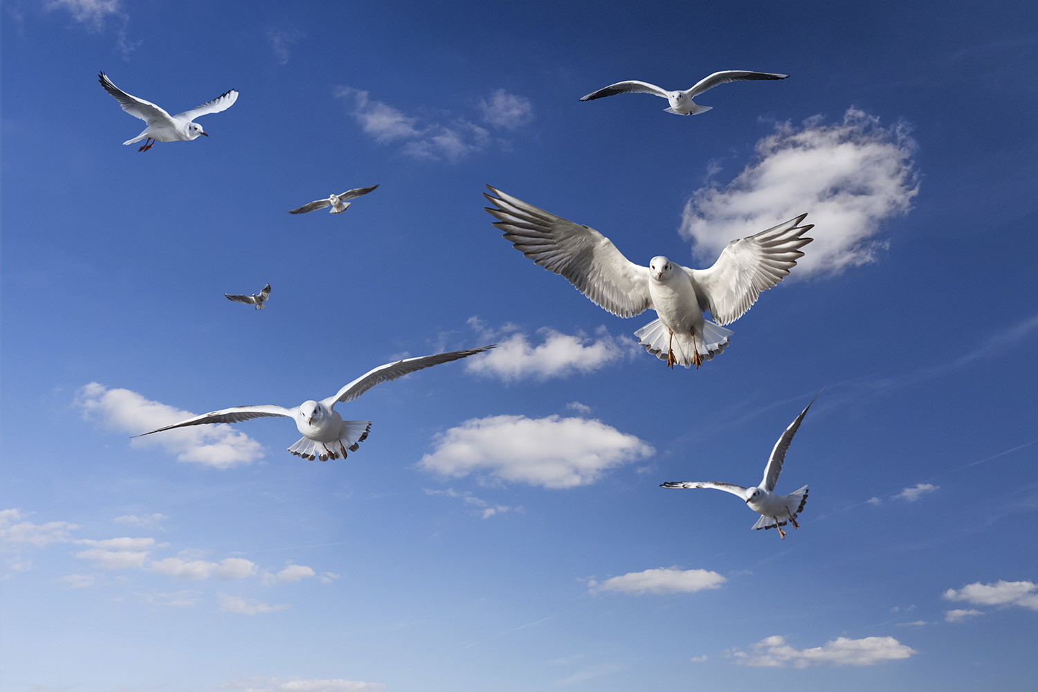 Wall mural - Several seagulls gliding elegantly through a clear blue sky
