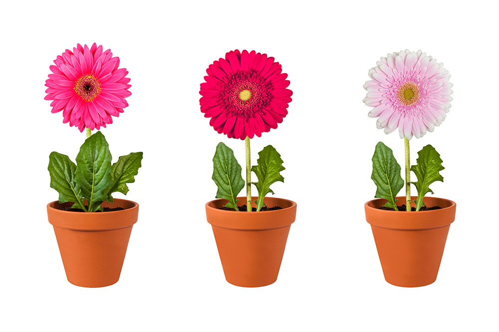 Fenstersticker - Drei Blumentöpfe mit bunten Gerbera-Blüten auf weißem Hintergrund