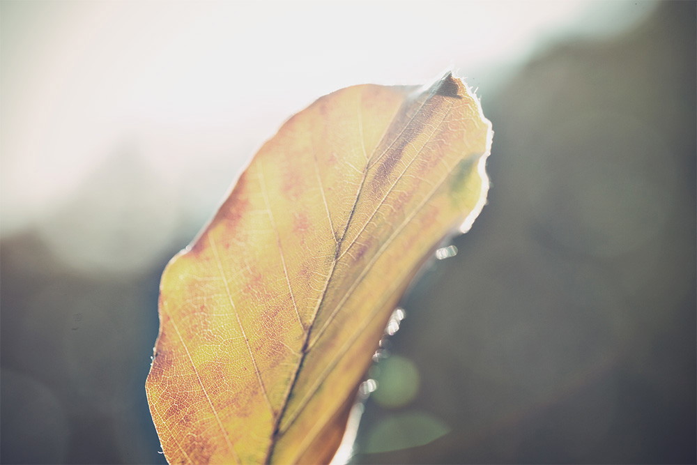 Papier peint photo - Gros plan sur une feuille d'automne dans la lumière du soleil