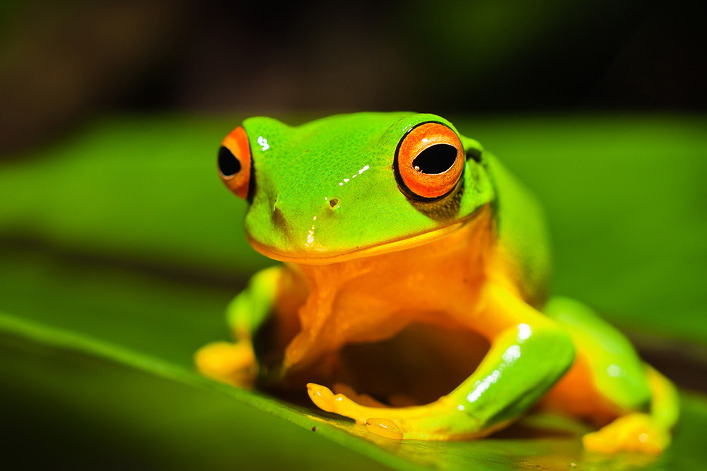 Wall mural - Close-up of a green frog on a green leaf