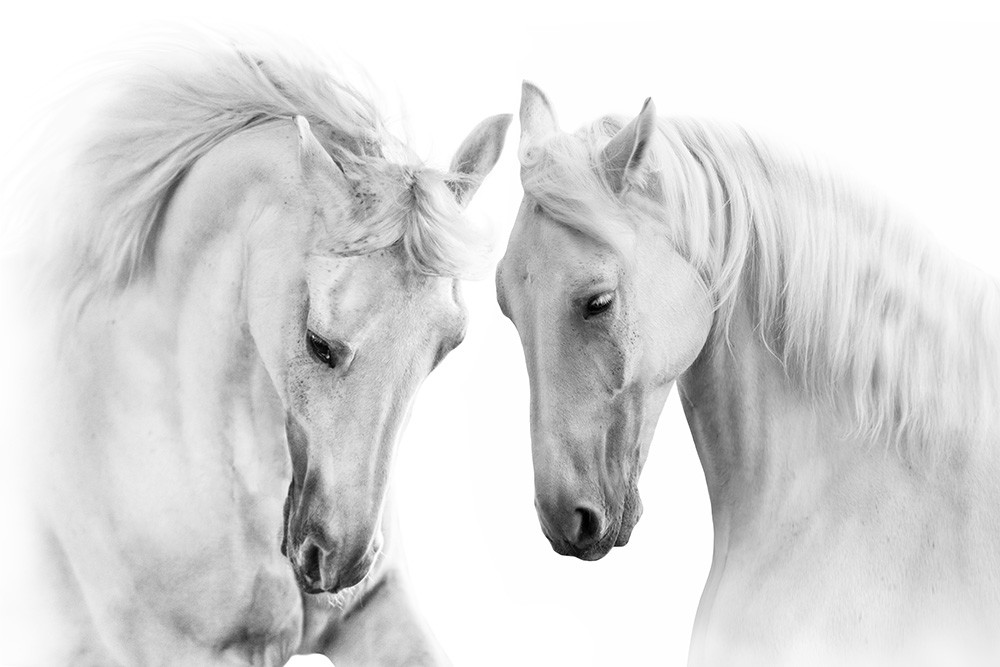 Muurschildering - Twee witte paarden, tegenover elkaar, in een prachtige zwart-witte stijl