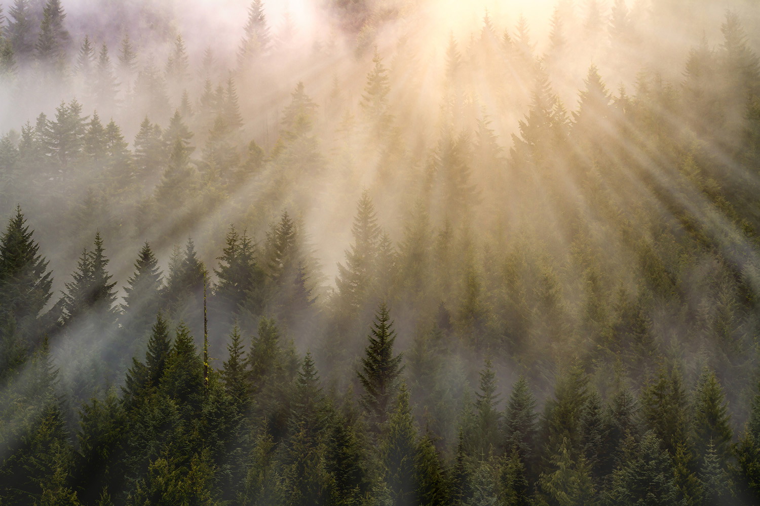 Wall mural - Rays of sunlight stream through a misty forest full of evergreen trees