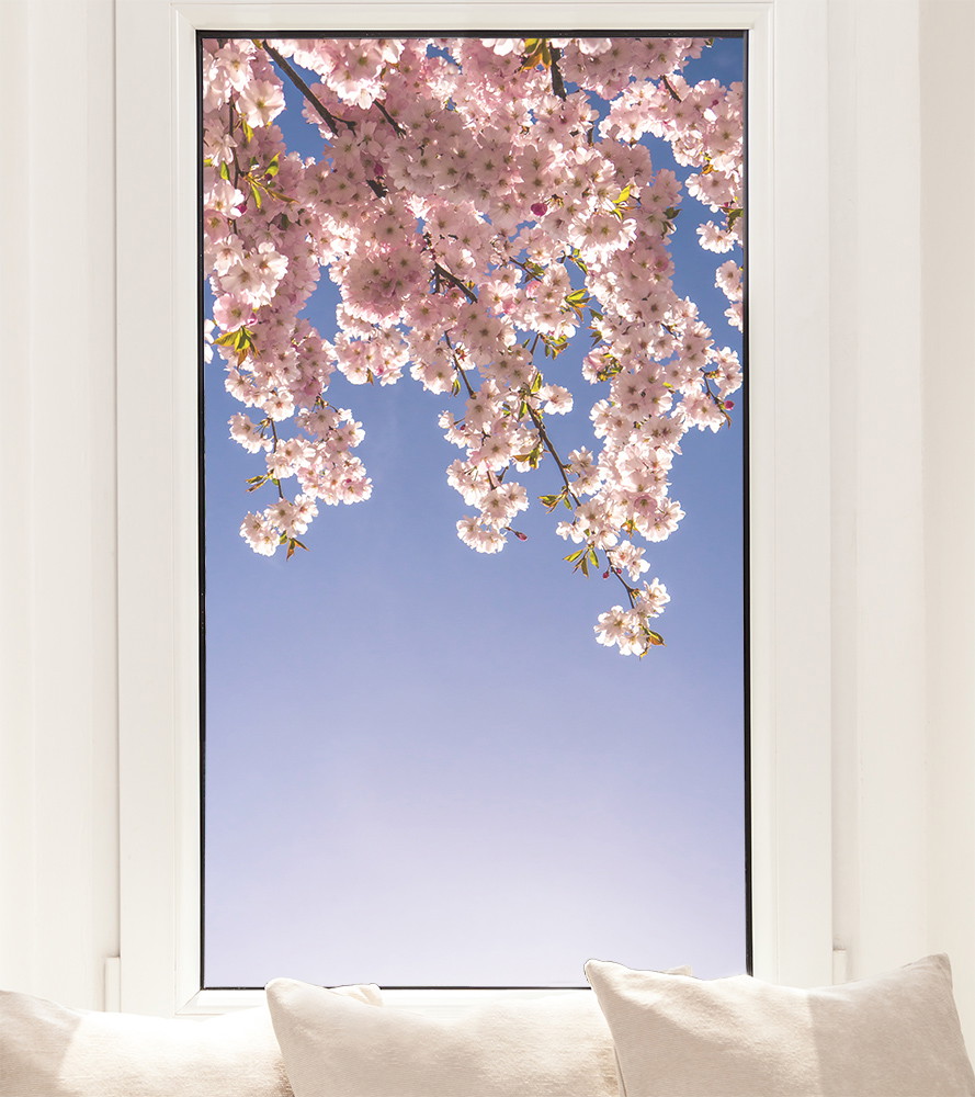 Fensterfolie - Blühende Kirschblüten vor einem Fenster mit klarem Himmel
