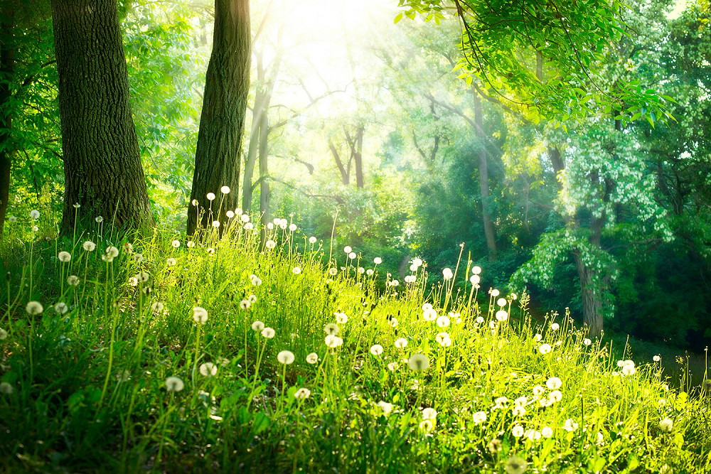 Muurschildering - Zonnig lentebos met paardenbloemweiden en bomen