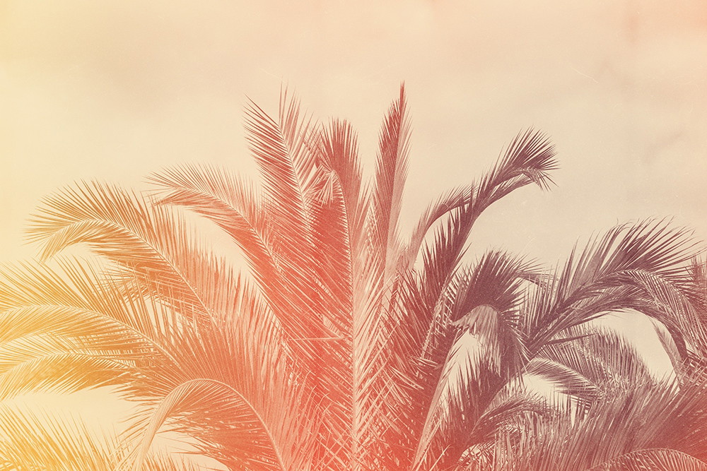 Fototapete - Palmenblätter in warmen Orange- und Gelbtönen mit Retro-Effekt vor hellem Himmel
