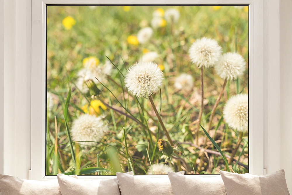 Raamfolie - Paardenbloemen in een weiland