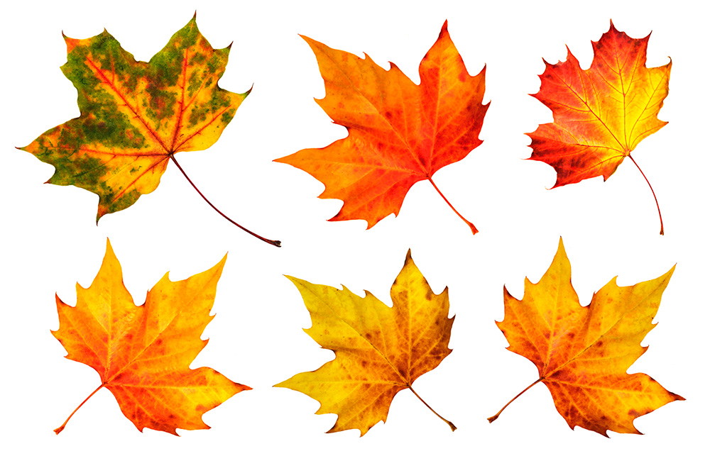 Wall mural - Six colourful, autumnal maple leaves in different colours arranged on a white background.