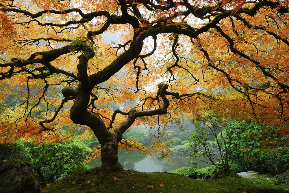 Muurschildering - Japanse esdoorn met gouden bladeren in een rustige Zen-tuin in de herfst