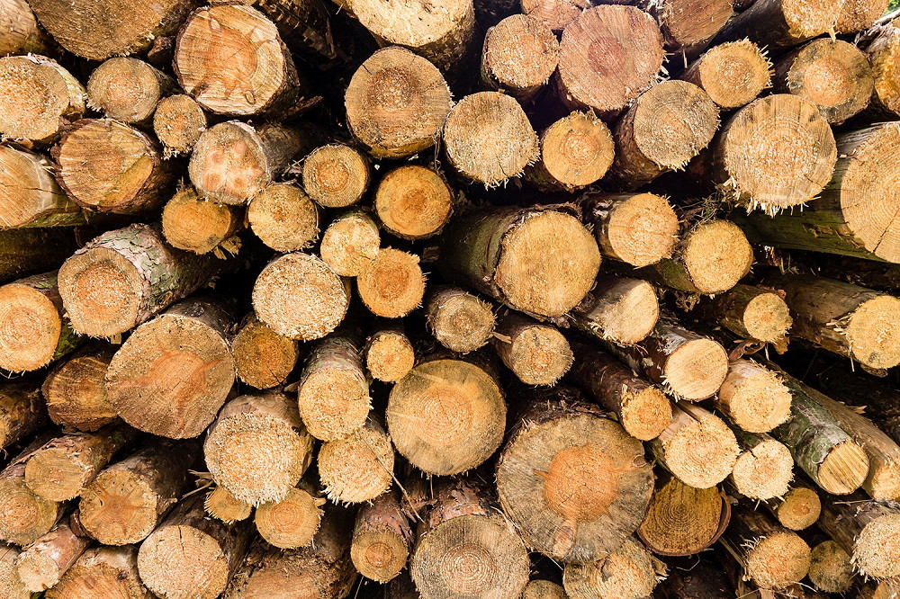 Muurschildering - Close-up van een stapel gezaagde boomstammen in verschillende maten