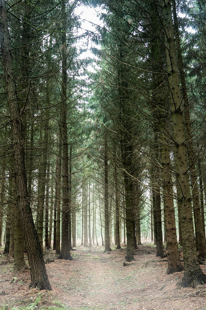 Wall mural - Dense row of trees in a quiet forest with natural light
