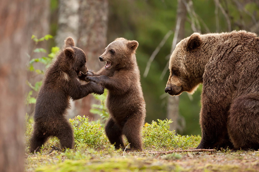 Wall mural - Two bear cubs playing in the forest while a mother bear looks on