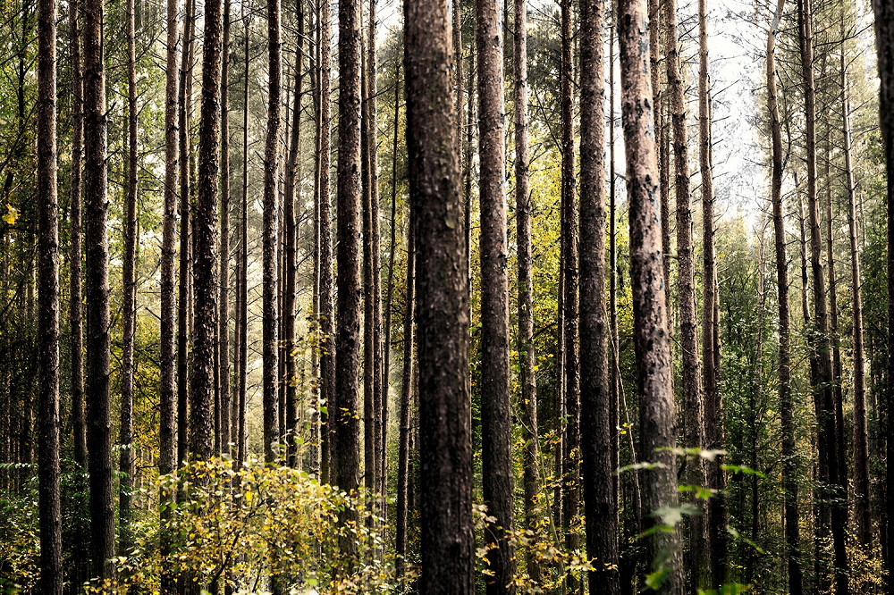 Muurschildering - Verschillende hoge bomen in een zonnig bos met groen gebladerte