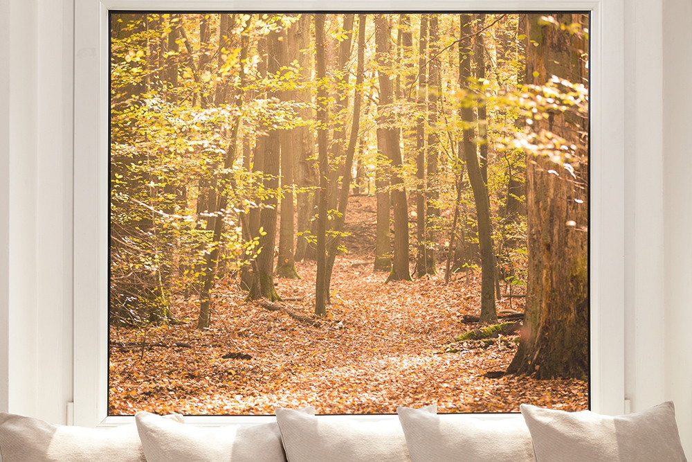 Film pour fenêtre avec une forêt d'automne