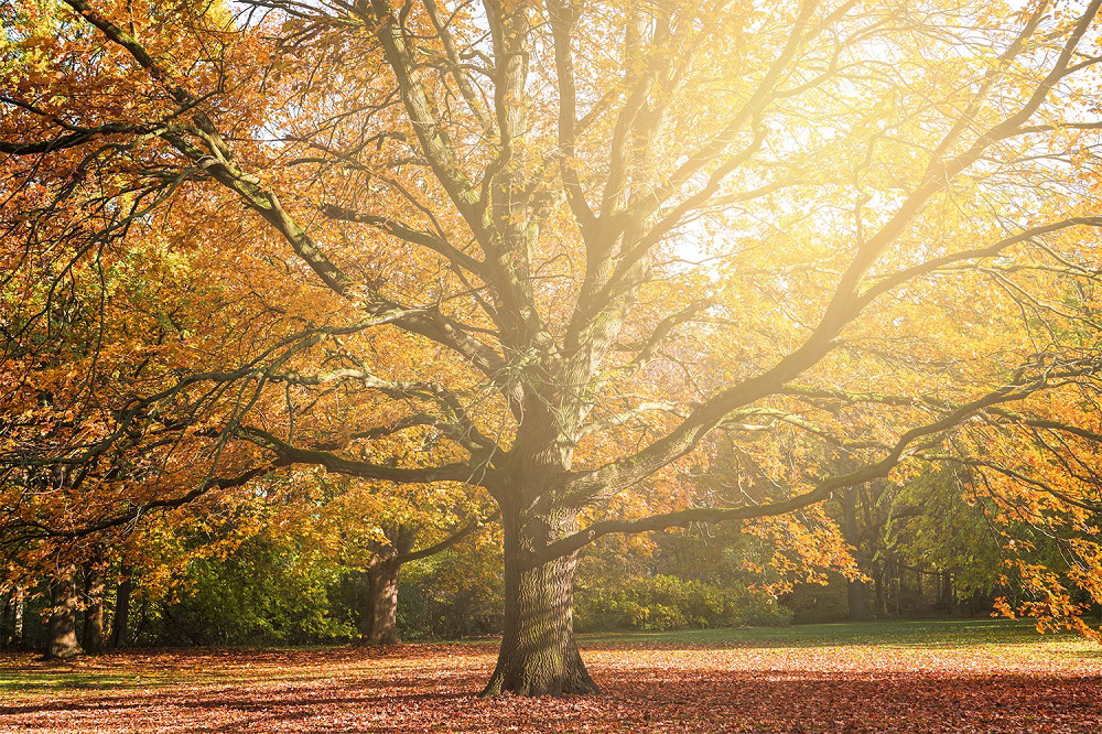 Muurschildering - Een grote boom in de herfst met felgele en gouden bladeren in het zonlicht
