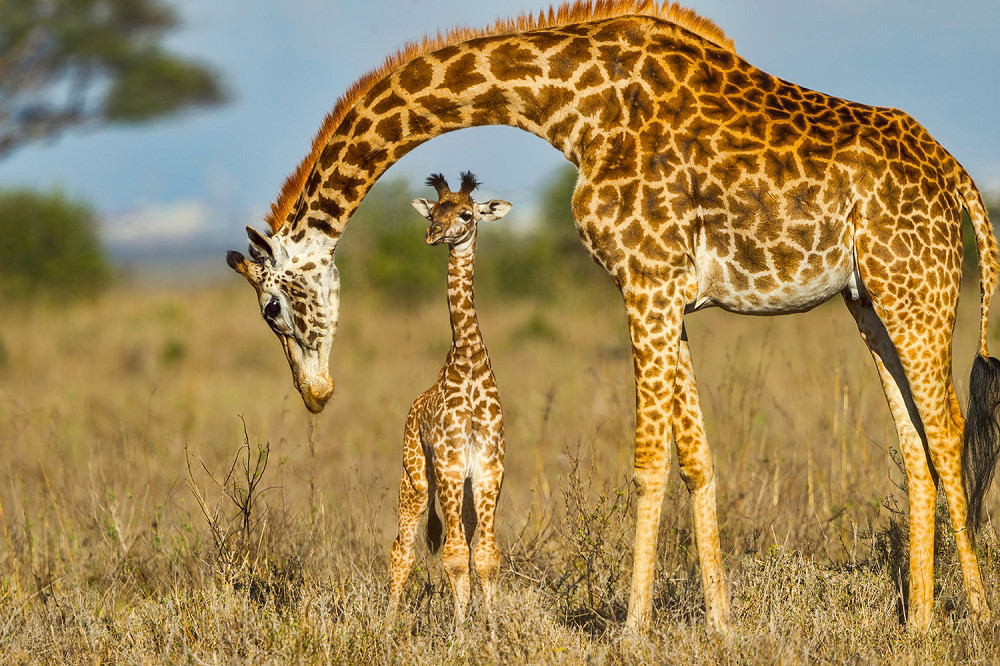 Wall mural - A mother giraffe stands gently over her calf in a vast, grassy savannah