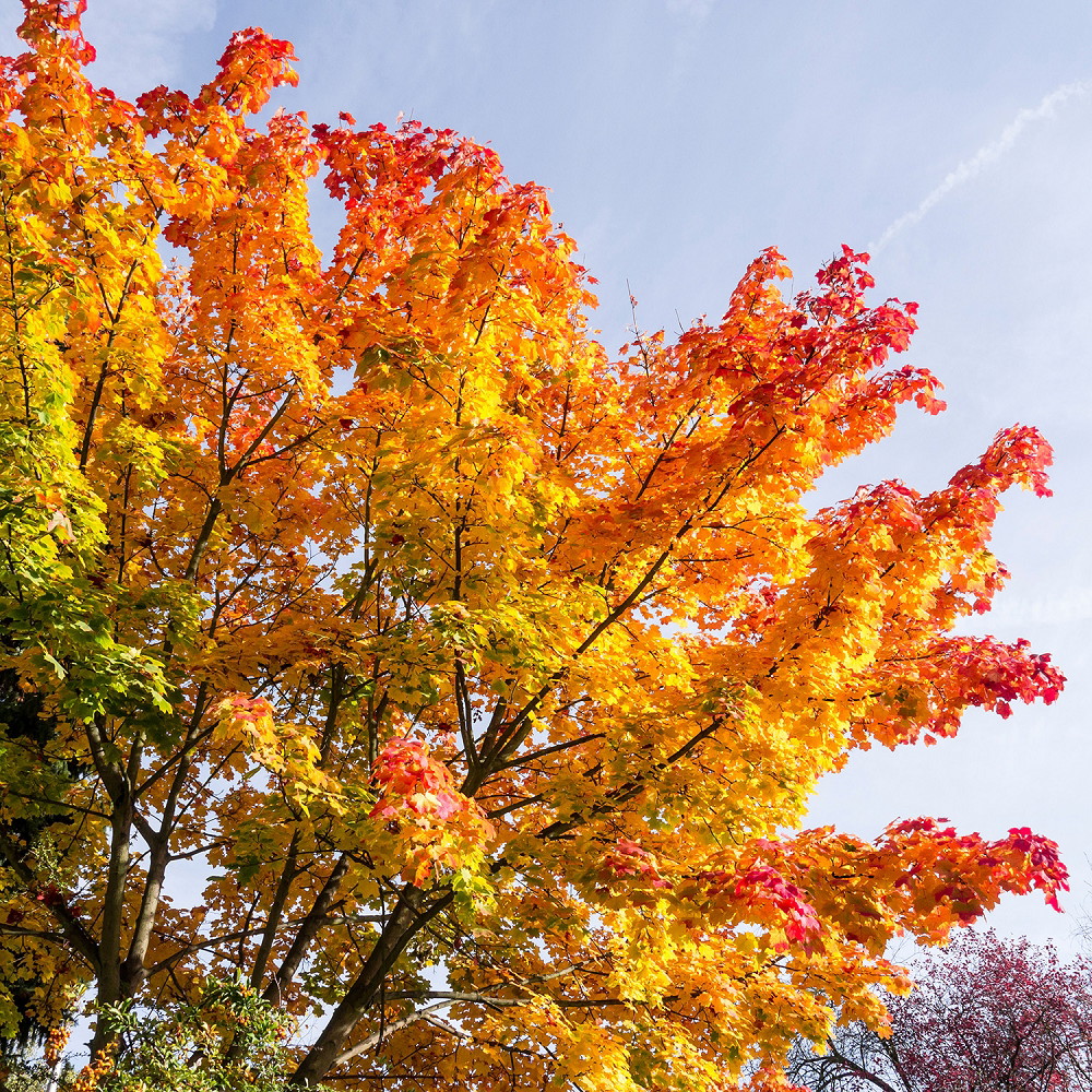 Muurschildering - Boom in de herfst met kleurrijke bladeren en blauwe lucht