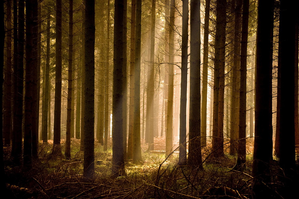 Muurschildering - Zonlicht valt door hoge bomen in een stil bos