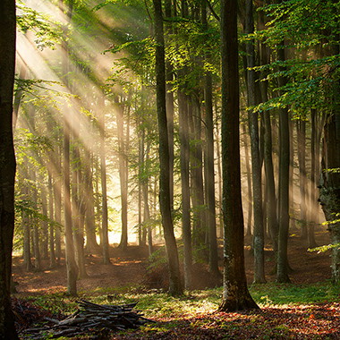 Fotobehang met groene bossen en sfeervolle bomen