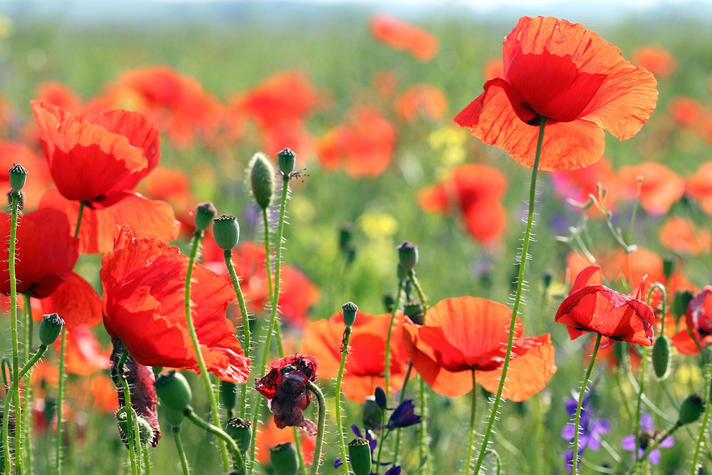Muurschildering - Detailopname van een helderrood klaprozenveld met duidelijk herkenbare bloemen en knoppen