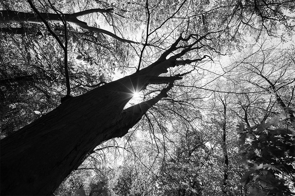 Papier peint photo - vue du ciel à travers les arbres, la lumière du soleil rayonne à travers les feuilles