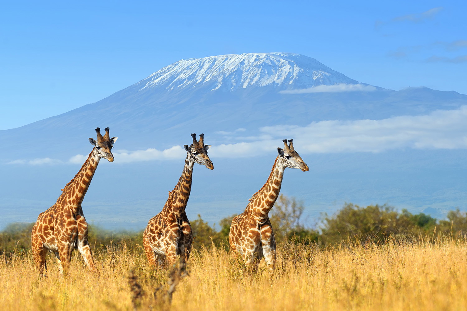 Wall mural - Three giraffes wandering through the savannah with Mount Kilimanjaro in the background