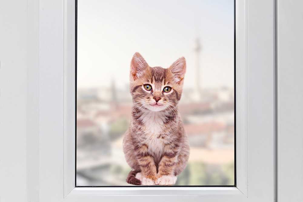 Fenstersticker - Junges Kätzchen auf Fensterbrett mit Stadt im Hintergrund