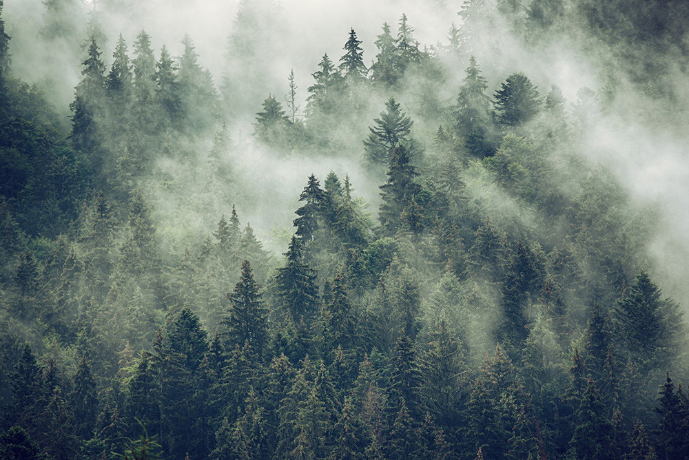 Fototapete - Ein dichter Tannenwald in den Bergen, der von Nebel umhüllt ist
