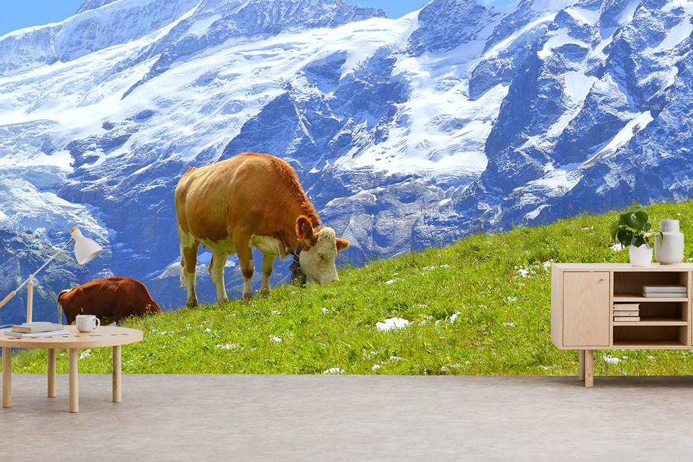 Fototapete - Kühe auf einer grünen Wiese mit schneebedeckten Alpen im Hintergrund