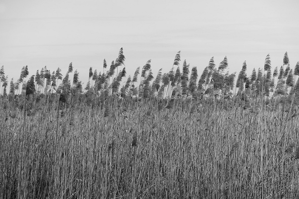 Papier peint photo - champ de roseaux en noir et blanc avec vent léger