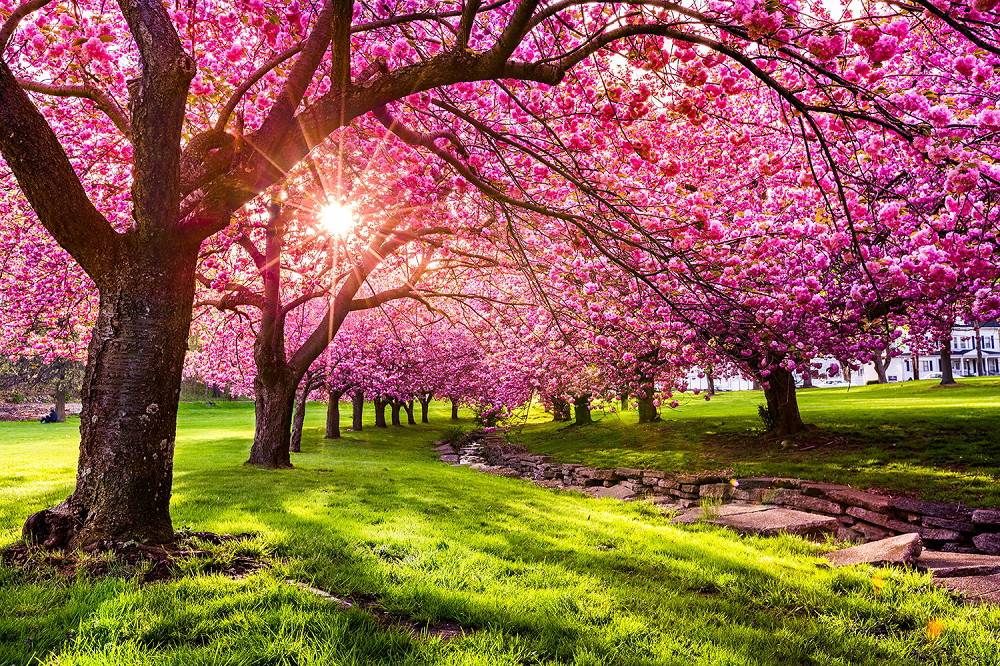 Fotobehang - Schilderachtige kersenbomen in volle bloei onder een stralende zon in een groen park