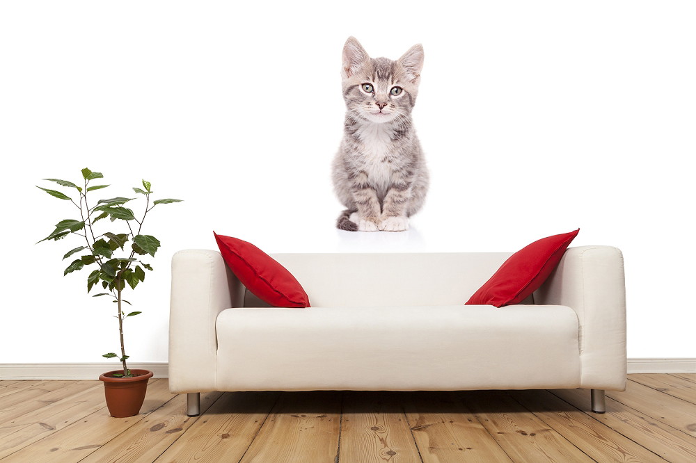 Wandtattoo - Niedliches Kätzchen über einem weißen Sofa mit roten Kissen, daneben eine Topfpflanze