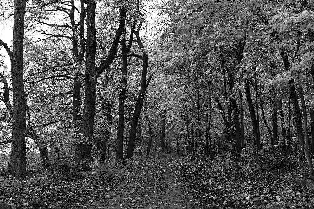 Papier peint photo - Un sentier forestier tranquille bordé de grands arbres dans un décor automnal noir et blanc.