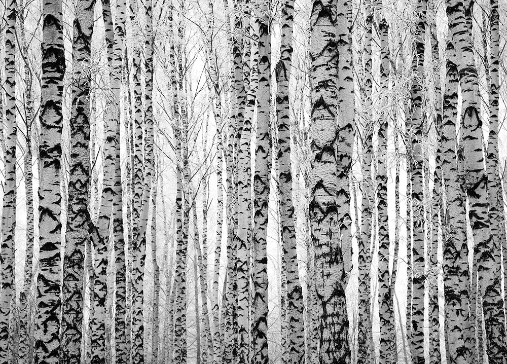Fototapete - Dichte Anordnung von Birkenstämmen in einem verschneiten Wald