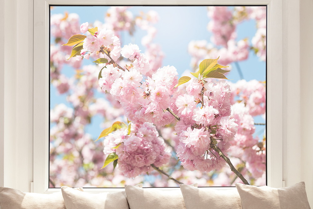Papier peint photo - gros plan de fleurs de cerisier roses en pleine floraison sur un ciel bleu et clair, encadré par une fenêtre.