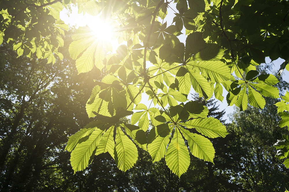 Fotobehang - Zonnestralen schijnen door de groene bladeren van een boom in het bos