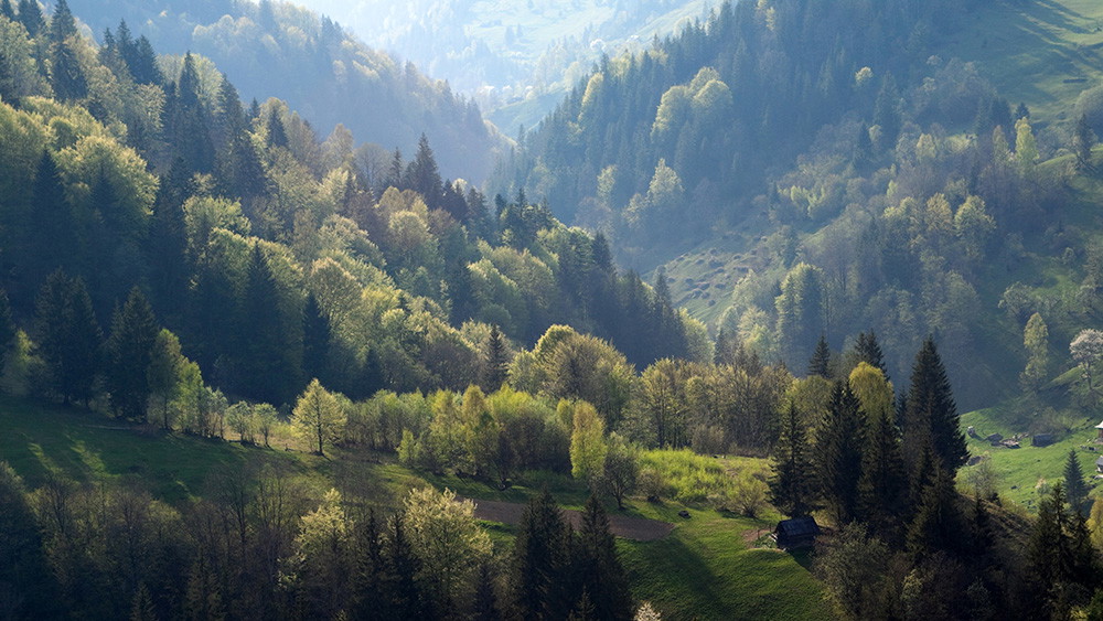 Wall mural - Picturesque forest landscape with green hills and rays of sunlight shining through the trees