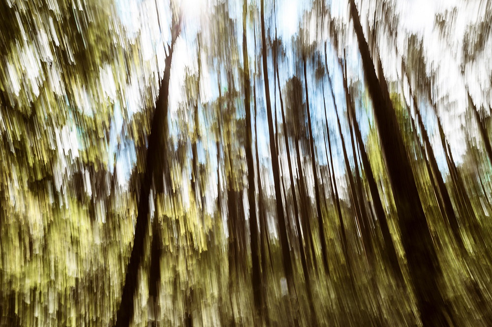 Fototapeta ścienna - Rozmyte drzewa w słonecznym lesie, tworzące dynamiczną i abstrakcyjną atmosferę