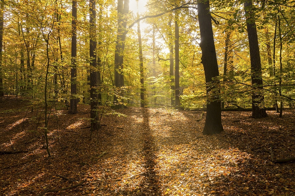 Fototapete - Ein sonnendurchfluteter Herbstwald mit goldfarbenem Laub und hohen Bäumen