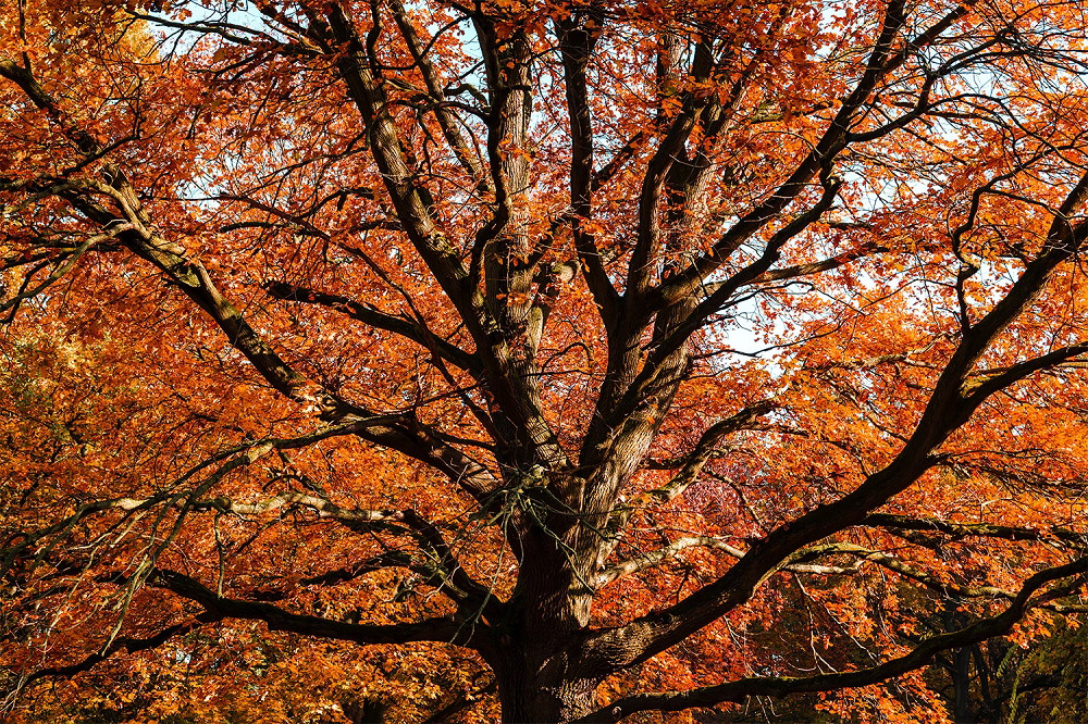 Muurschildering - Grote boom met fel oranje herfstbladeren