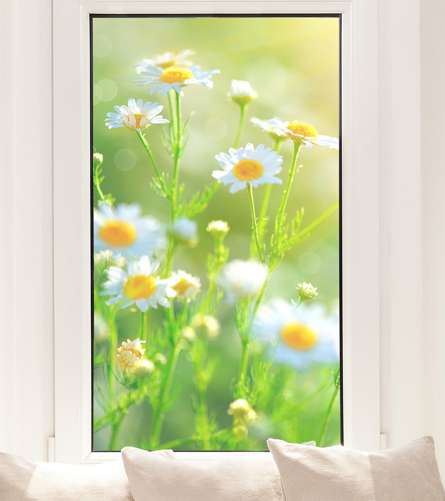 Fensterfolie - Kamillenpflanzen auf einer Wiese