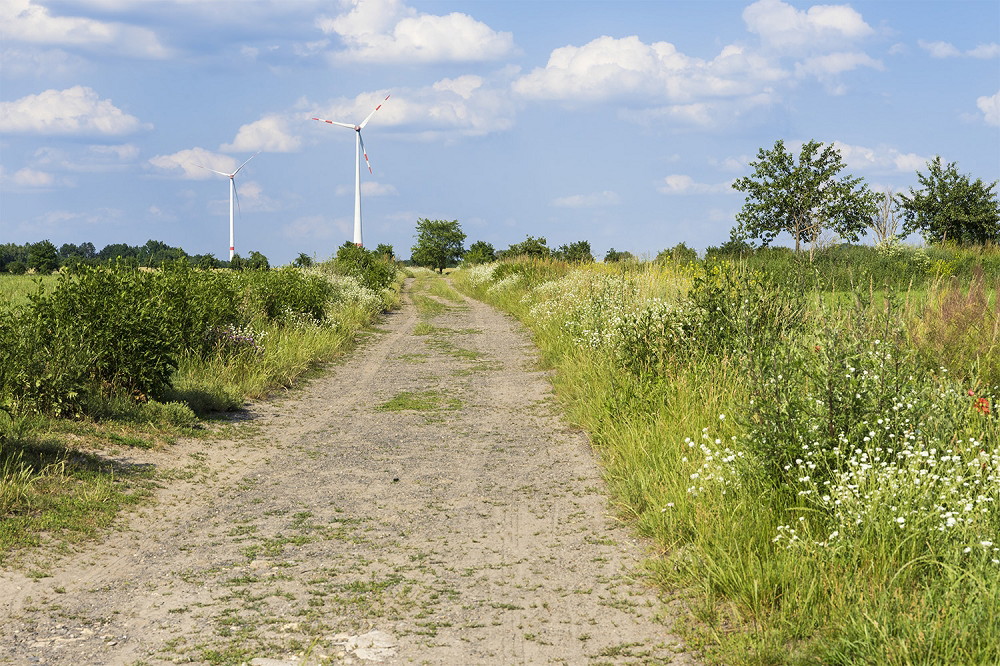 Fototapete - Ländlicher Weg durch grüne Felder mit Windrädern im Hintergrund unter blauem Himmel