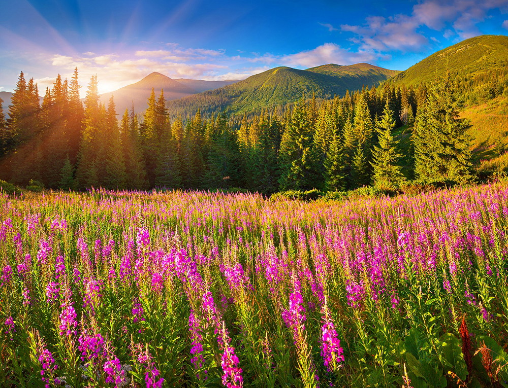 Fototapete - Malerische Blumenwiese mit pinken Blüten vor einem Sonnenuntergang über grünen Bergen und Wäldern