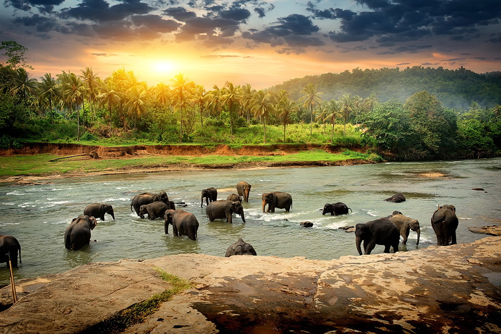 Wall mural - Elephants standing in a river surrounded by palm trees and lush vegetation at sunset