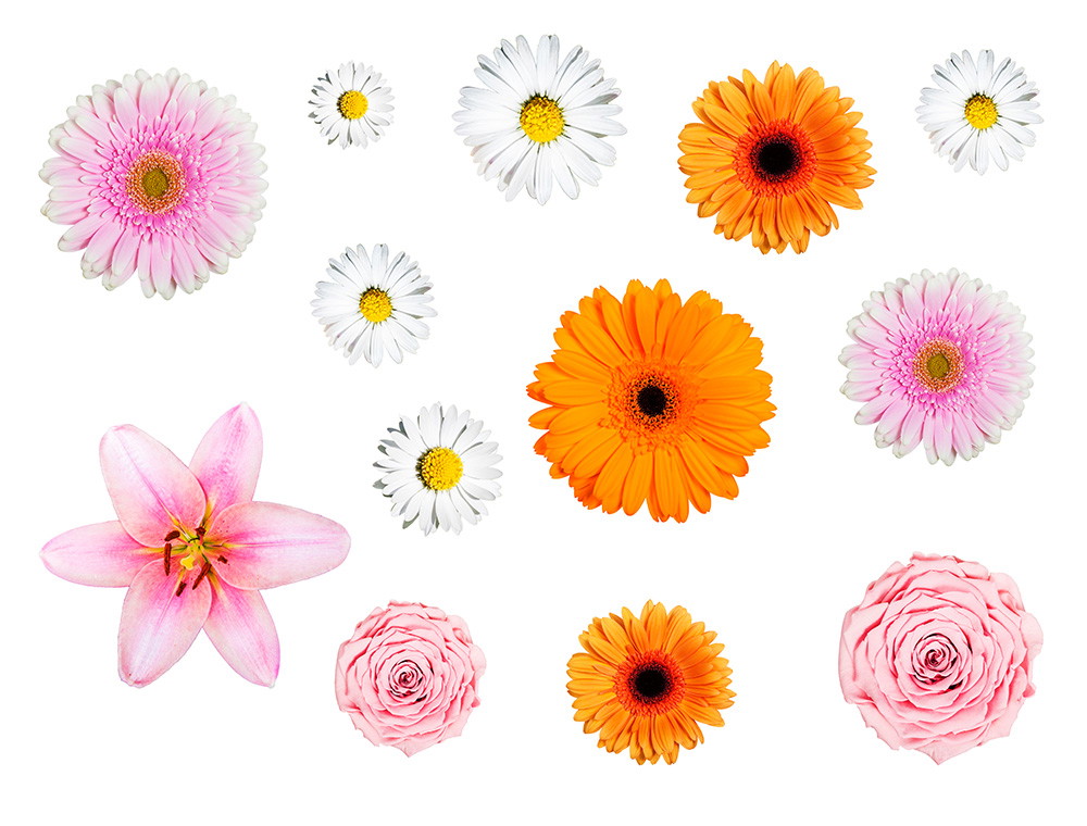 Fototapeta - Różne kwiaty, w tym stokrotki, gerbera, lilia i róża, ułożone na białym tle