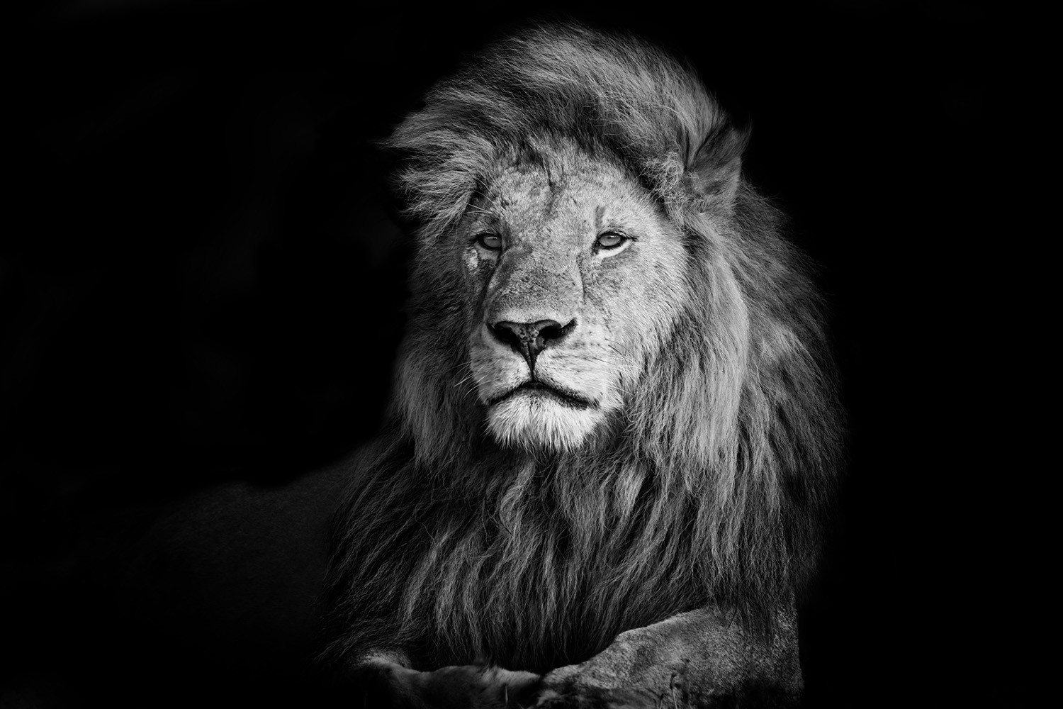 Wall mural - Black and white photograph of a majestic lion against a black background
